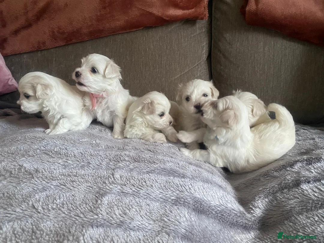 Maltese dogs for sale: Maltese babies - Advert 11