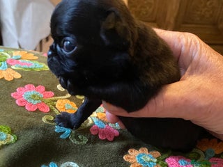Pug dogs - Advert 2