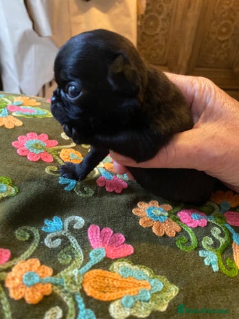 Pug dogs - Advert 1