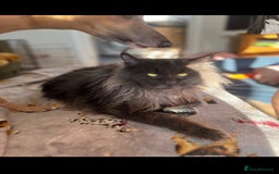 Maine Coon cats for sale: Chunky and fluffy Mainecoon kittens - Image 32