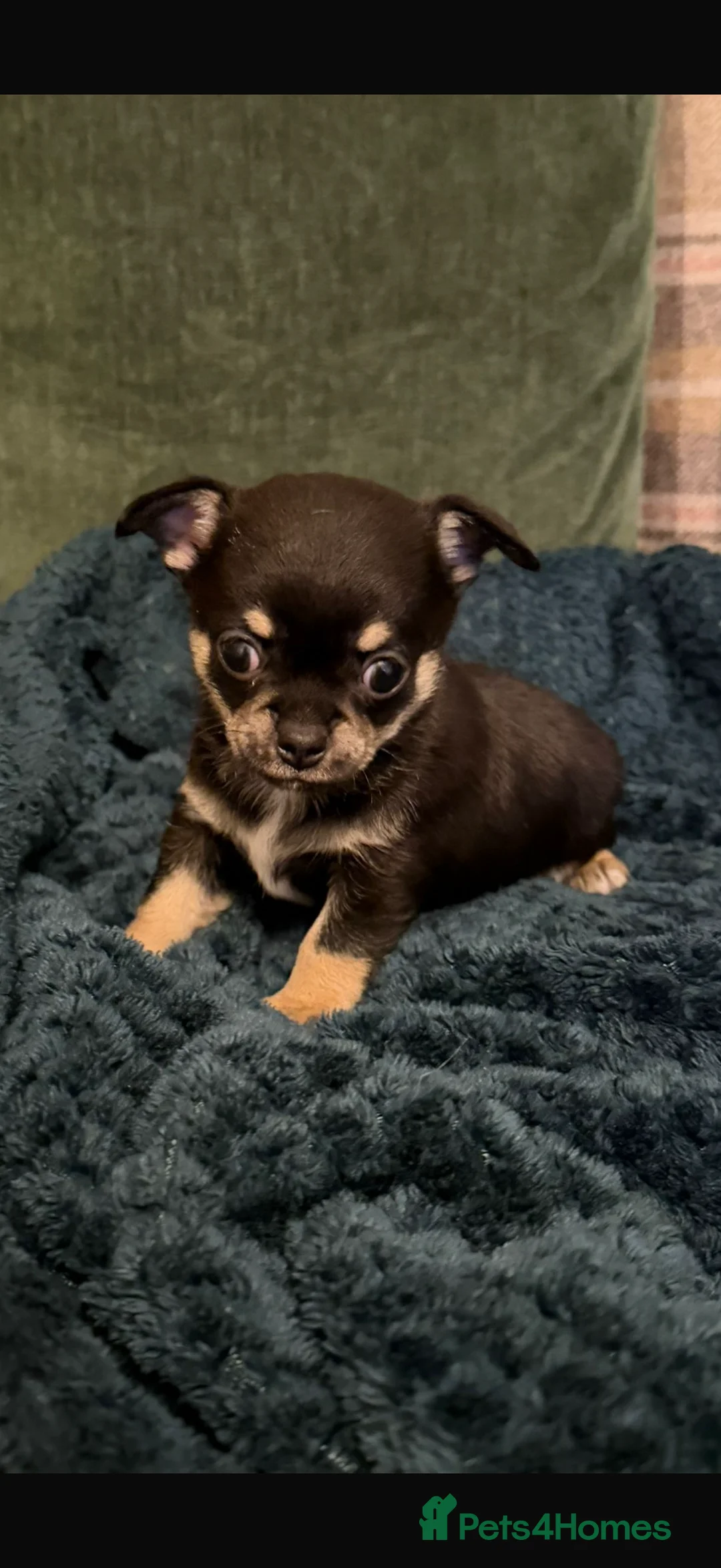 Chihuahua dogs for sale: Playful baby boy tri coloured chihuahua  - Advert 6