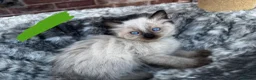 Ragdoll cats for sale: Pure breed ragdoll kittens READY NOW  - Advert 17