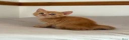 Scottish Fold cats for sale: Scottish fold and Scottish straight  - Advert 14