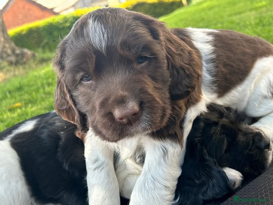 English Springer Spaniel dogs for stud: Lord Shiya at Stud - Advert 10