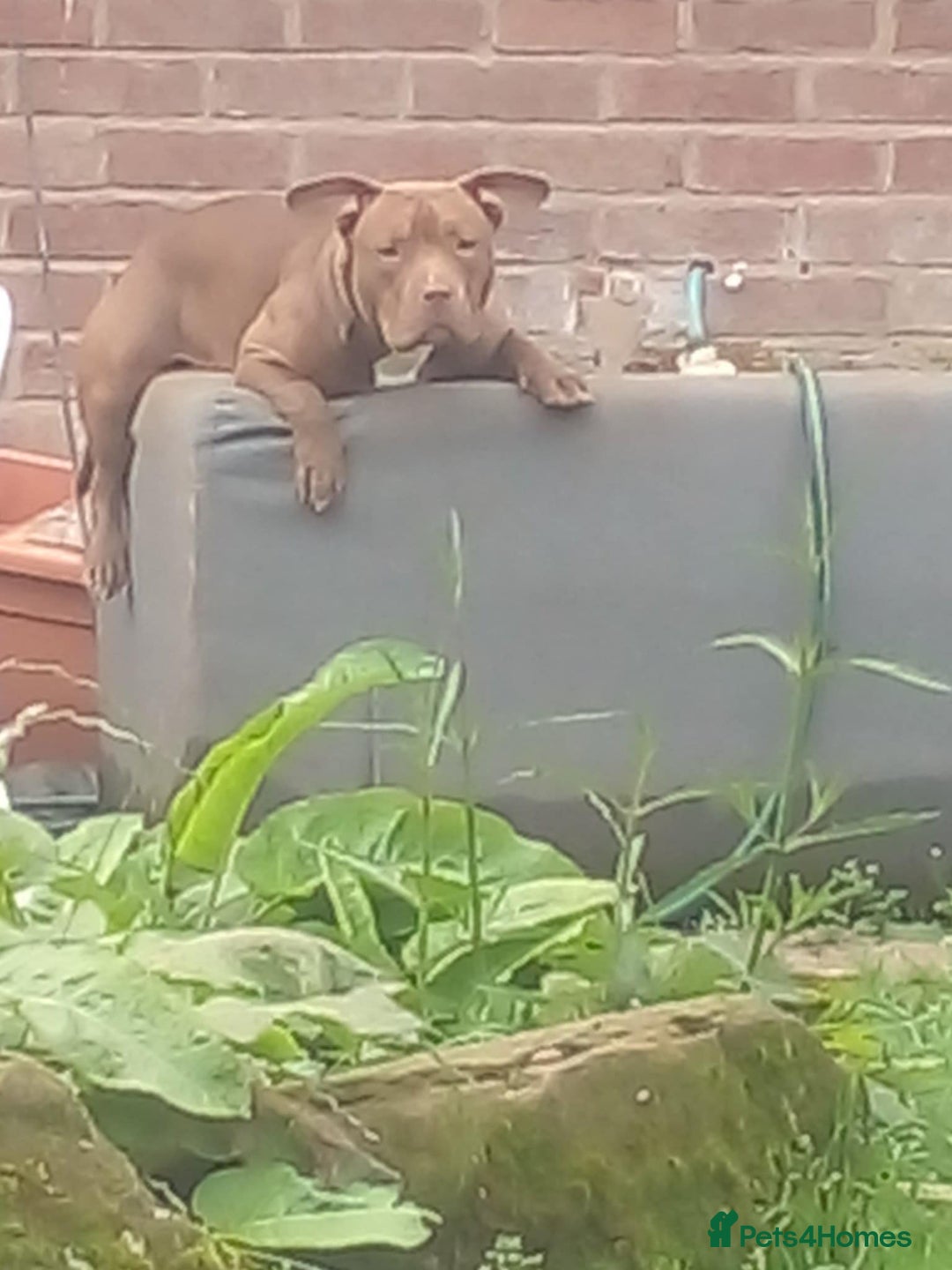 American Bully dogs for sale: Abkc pocket bully bitch  - Advert 11