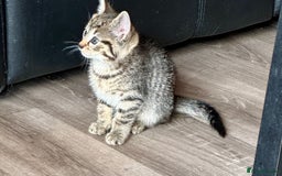 British Shorthair cats for sale: 5 adorable kittens  - Image 3
