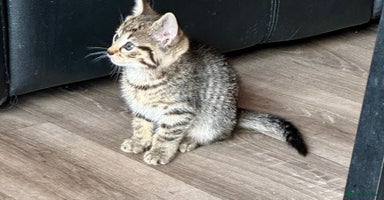 British Shorthair cats - Advert 3