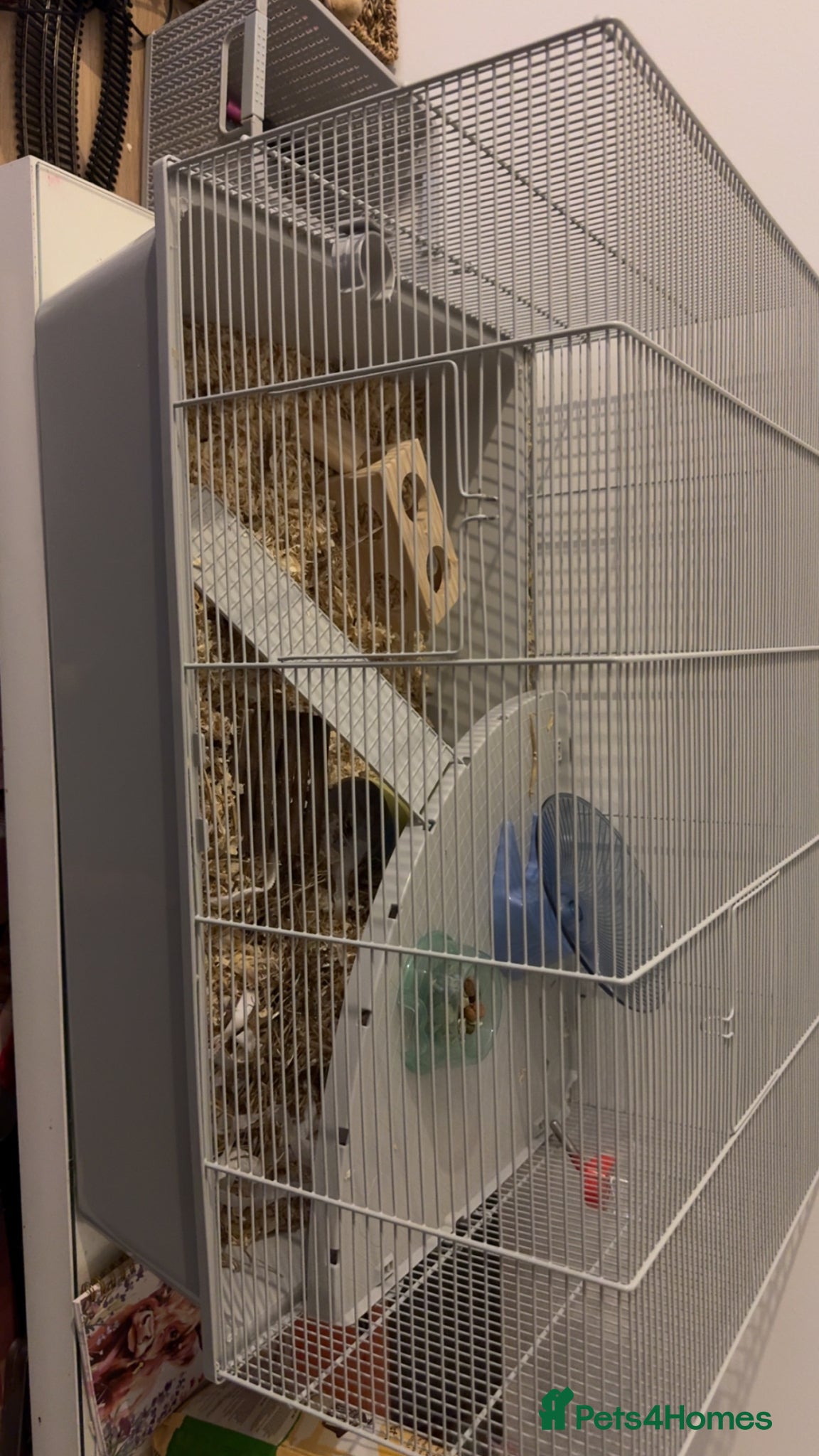 Hamster rodents for sale: Syrian hamster  in Shaftesbury - Advert 3