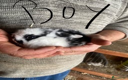 Mini Lop rabbits for sale: 4 beautiful rabbits  - Image 5