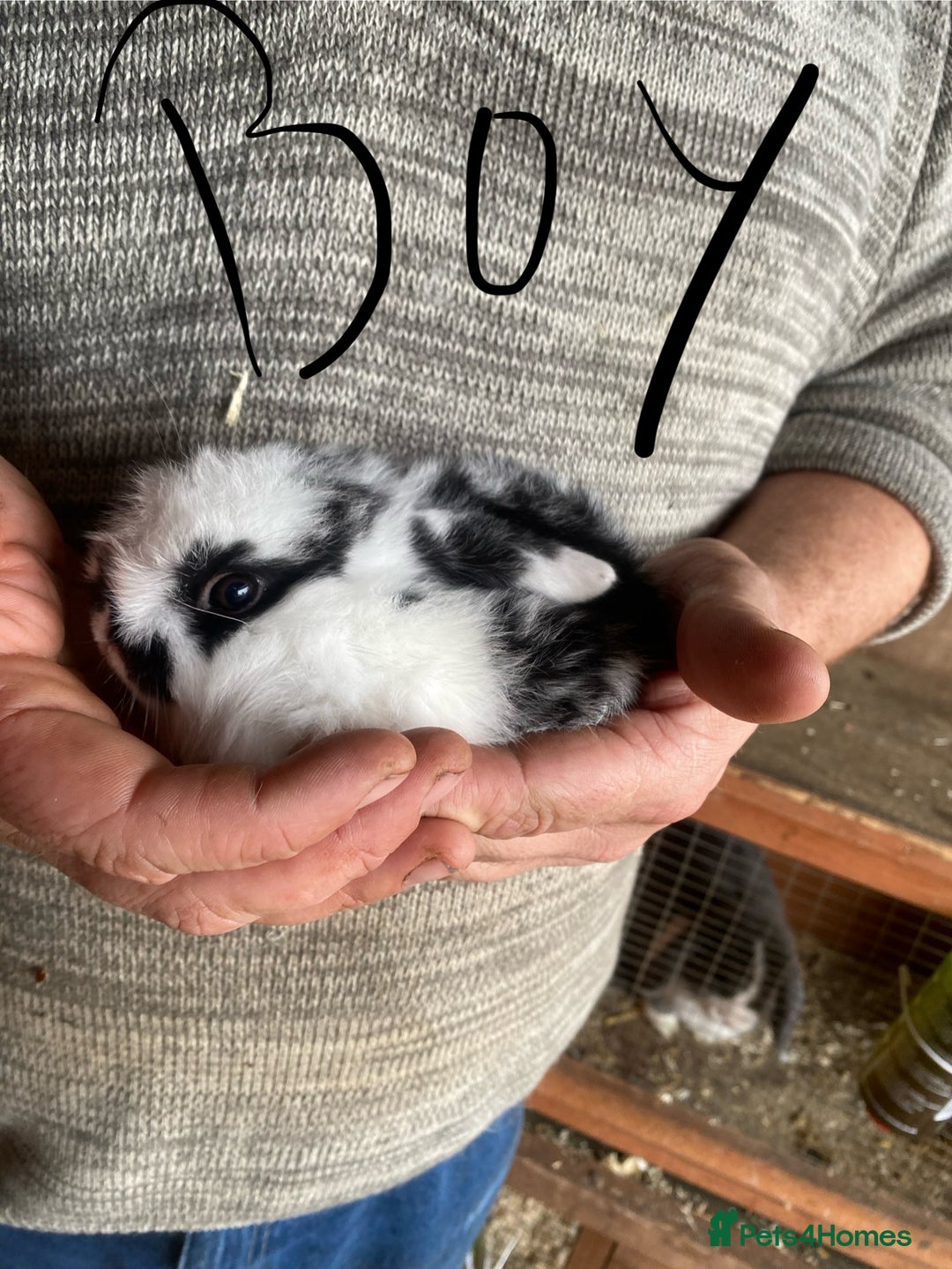 Mini Lop rabbits for sale: 4 beautiful rabbits  - Image 5