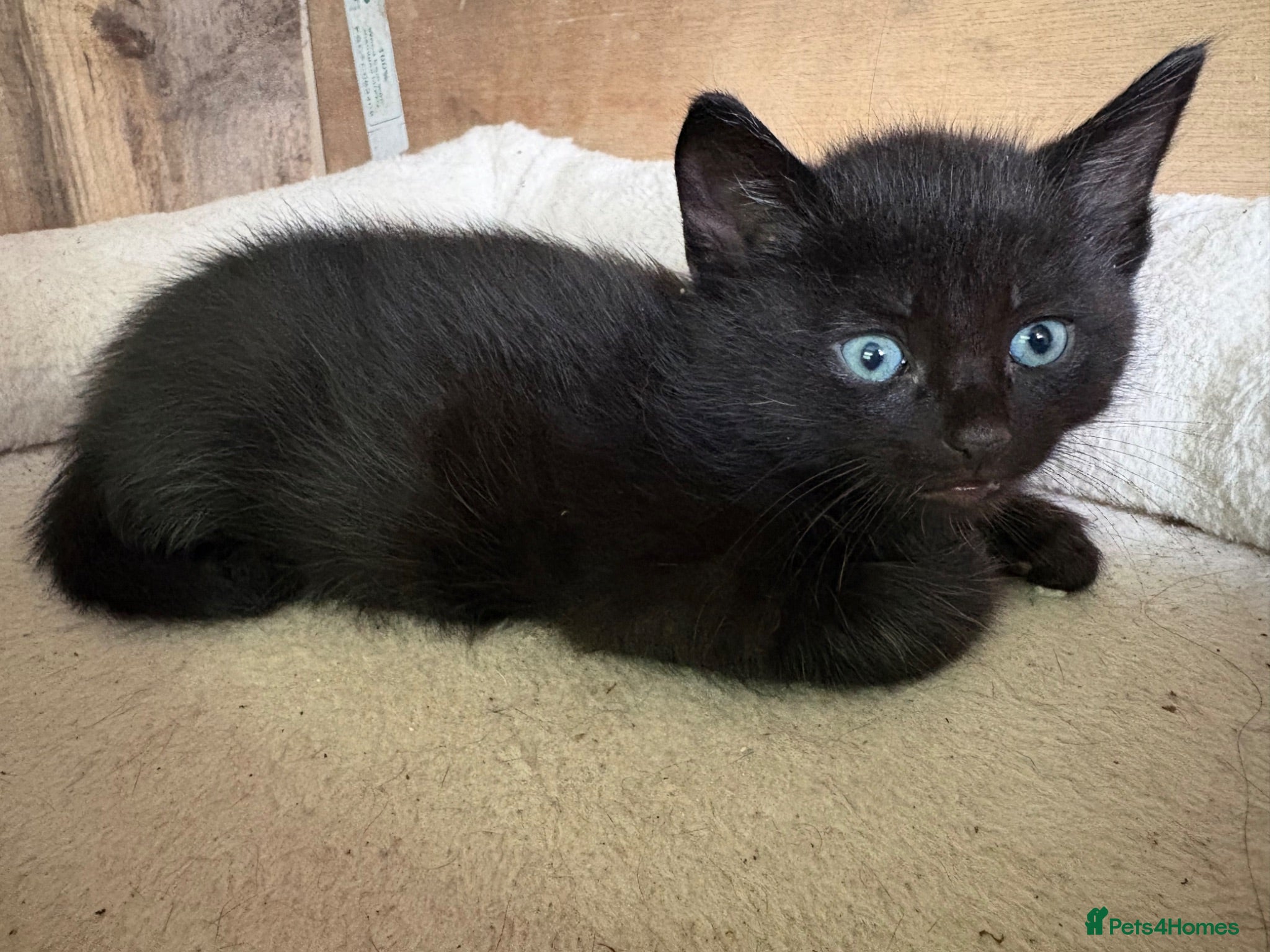Mixed Breed cats ** 1 black girl left **5 beautiful little girls  - Advert 1