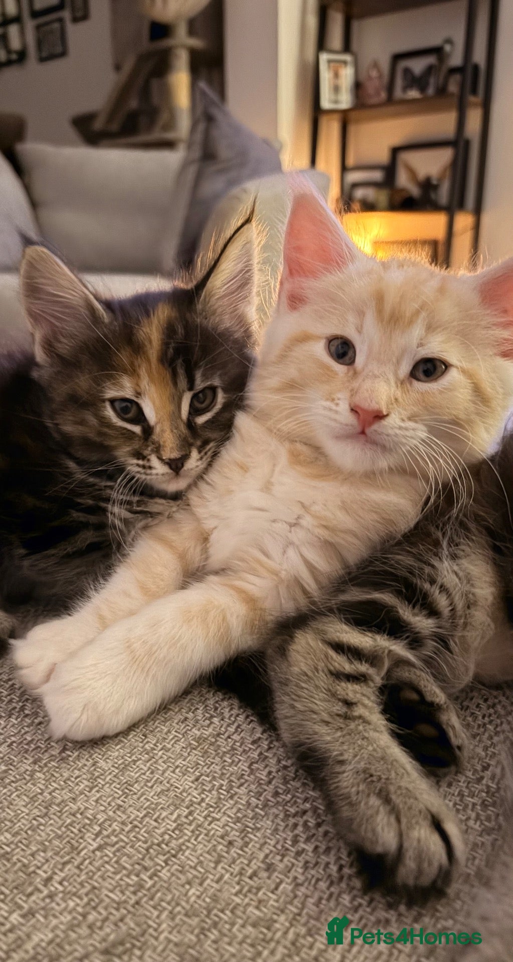 Maine Coon cats Maine coon kittens ready to reserve  - Advert 1