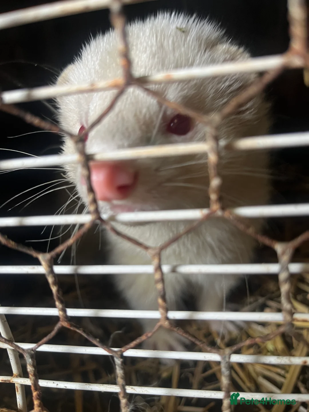 Ferret rodents for sale: Male Hob Ferret - Advert 2
