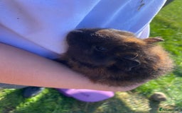 Guinea Pig rodents for sale: 2 girls & 1 boy Gorgeous Guinea Pigs  - Image 5
