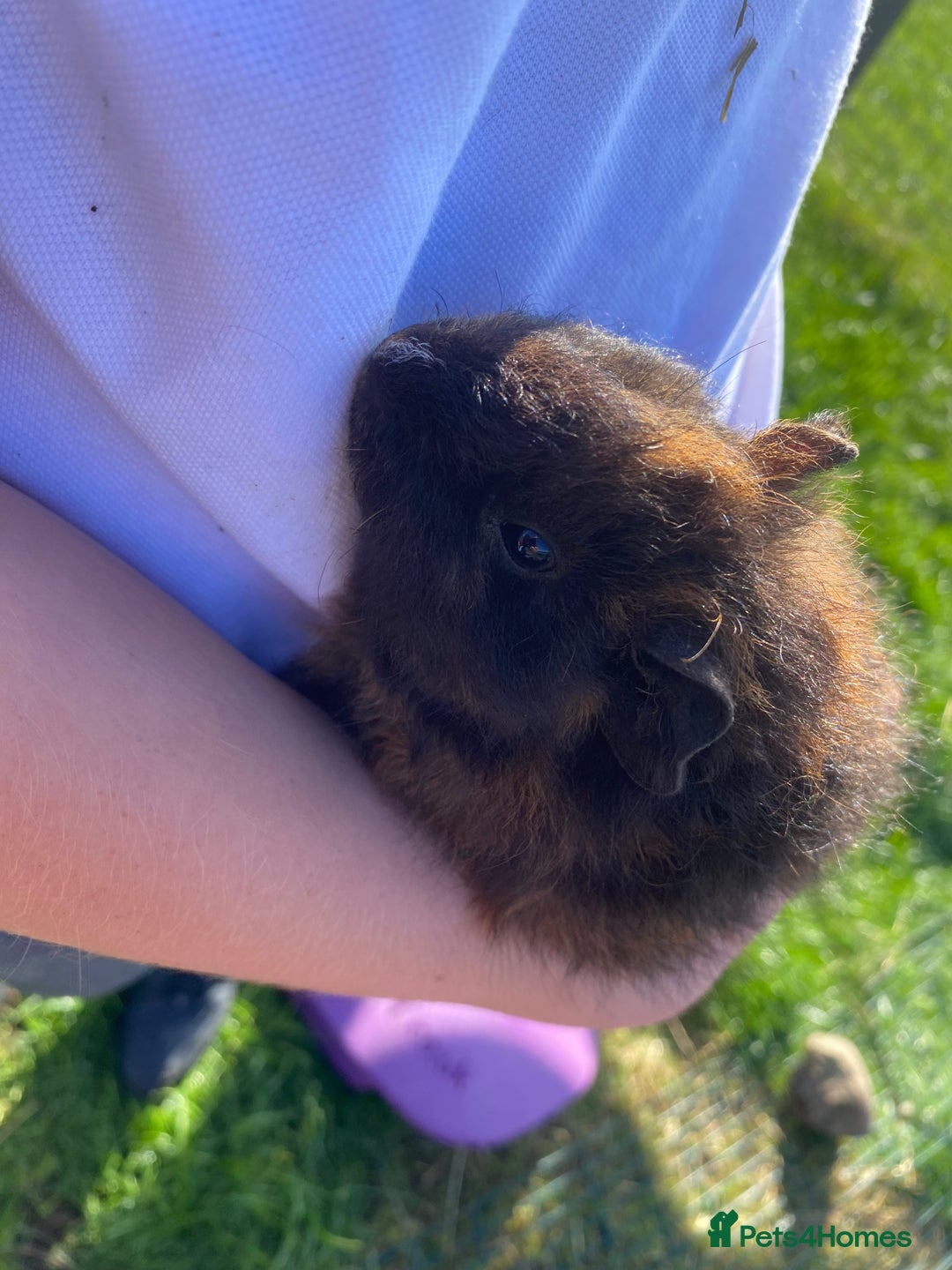 Guinea Pig rodents for sale: 2 girls & 1 boy Gorgeous Guinea Pigs  - Image 5