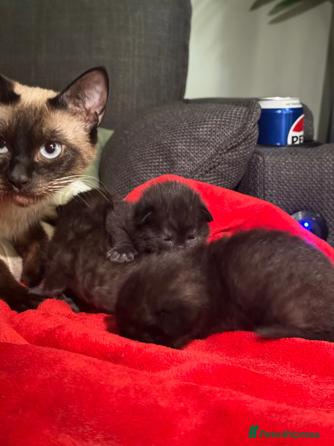 Siamese cats for sale: 3 LEFT!! 1/2 stunning Siamese Kittens  - Advert 2