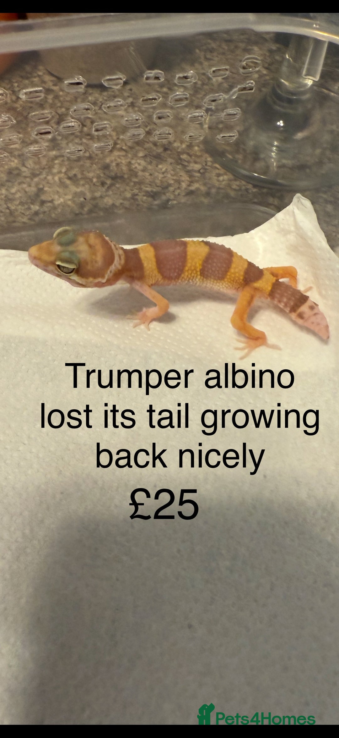 Leopard Gecko reptiles for sale: Baby Leopard geckos - Image 4