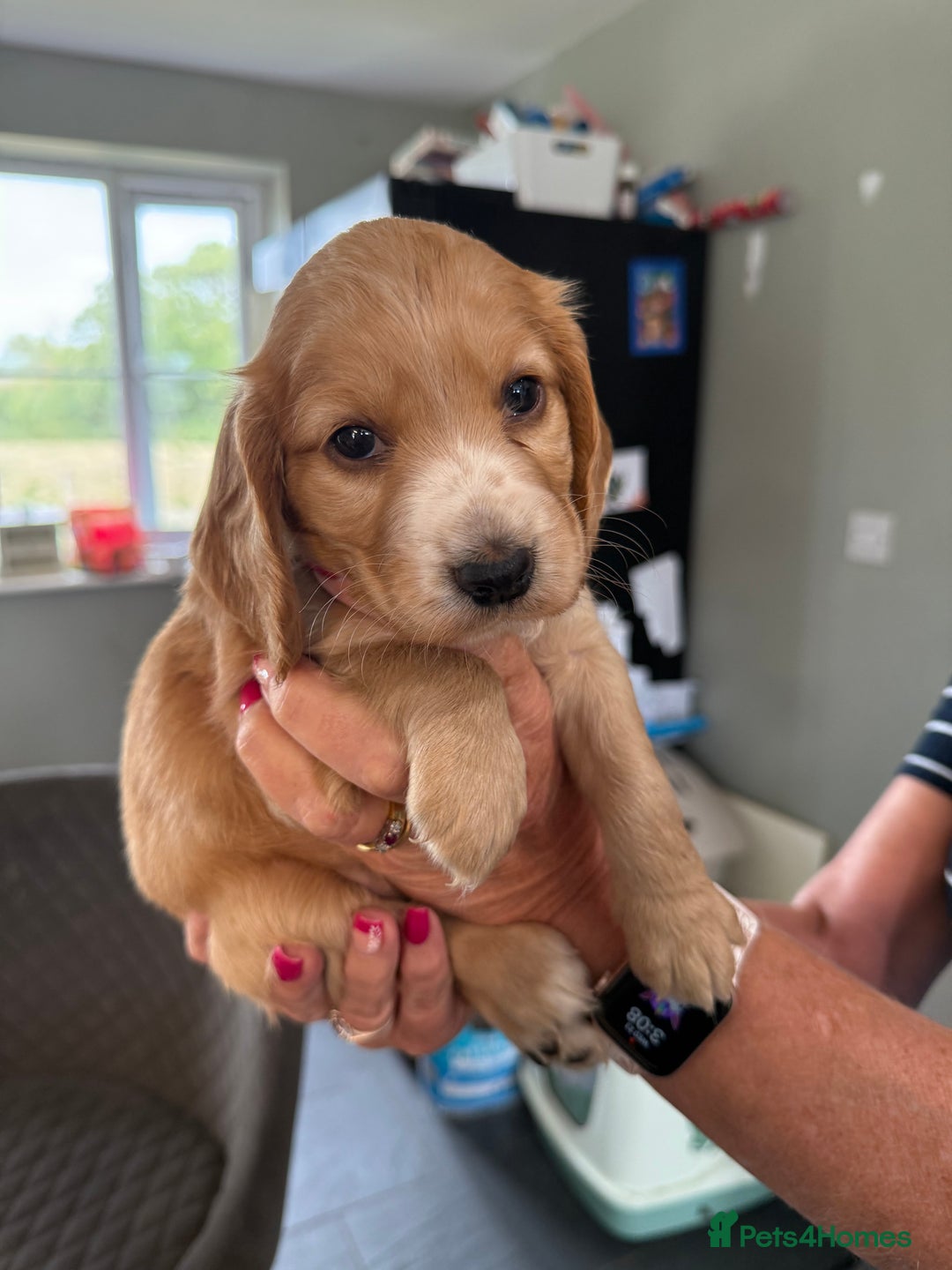 Cocker Spaniel dogs for sale: Cocker spaniel puppies for sale  - Image 9
