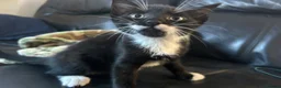 Mixed Breed cats for sale: Short haired black, black and white male kittens  - Advert 4