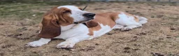 Basset Hound dogs for stud: Basset Hound Proven Stud - Advert 2