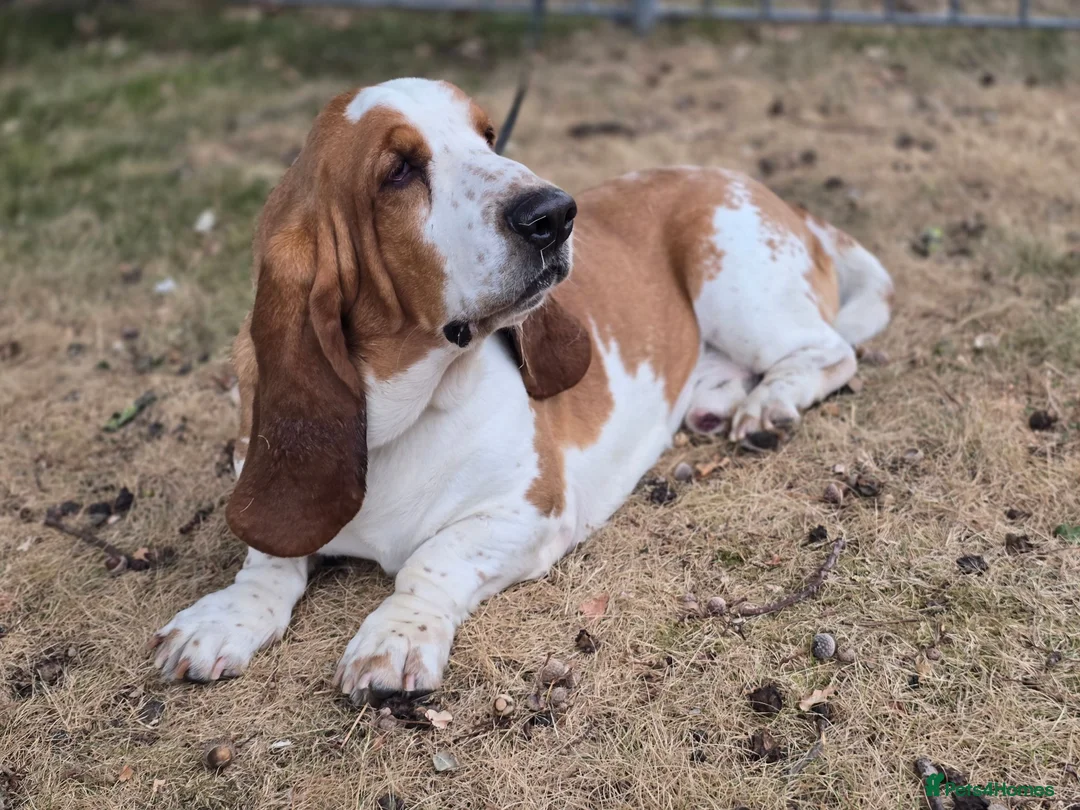 Basset Hound dogs for stud: Basset Hound Proven Stud - Advert 2