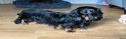 Miniature Dachshund dogs for sale: Stunning  KC Reg Puppies,  Health Tested Parents - Advert 12