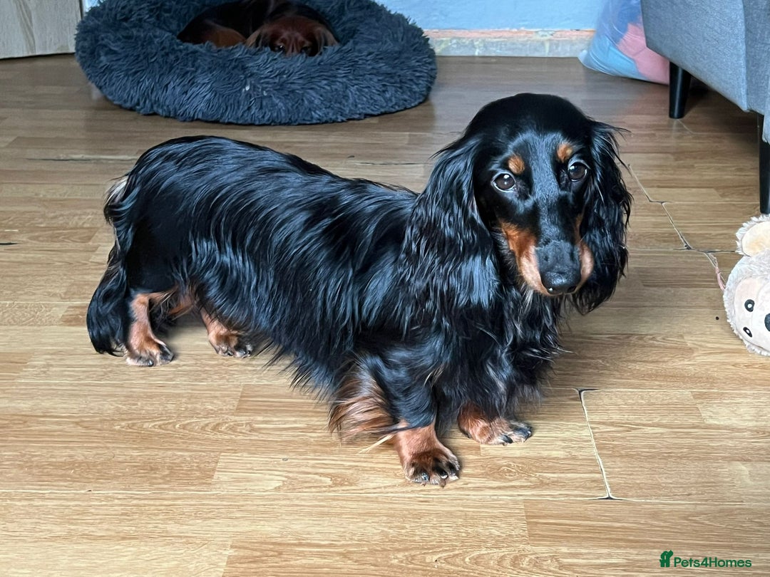 Miniature Dachshund dogs for sale: Stunning  KC Reg Puppies,  Health Tested Parents - Advert 12