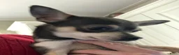 Chihuahua dogs for sale: Chihuahua puppies from licensed breeder - Advert 9