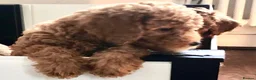 Labradoodle dogs for sale: keiras red fox miniature labradoodles  - Advert 11