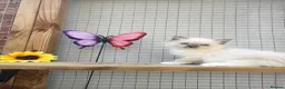 Ragdoll cats for sale: Full breed ragdoll kitten - Advert 6
