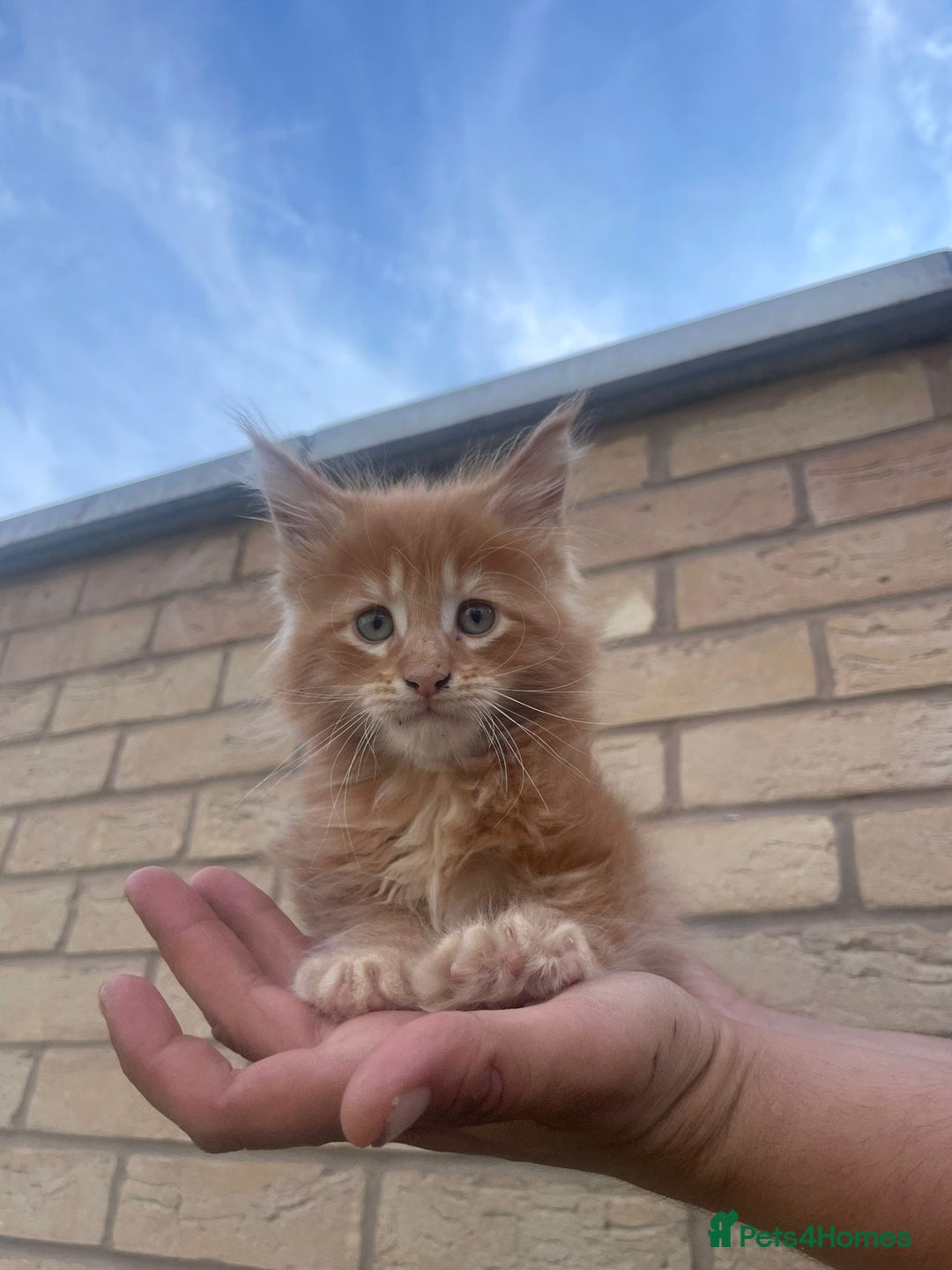 Maine Coon cats for sale: Big maine coon kittens  - Image 3