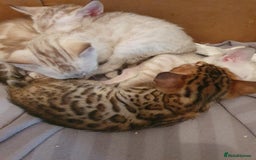Bengal cats for sale: Pure Bengal kittens for sale - Image 11