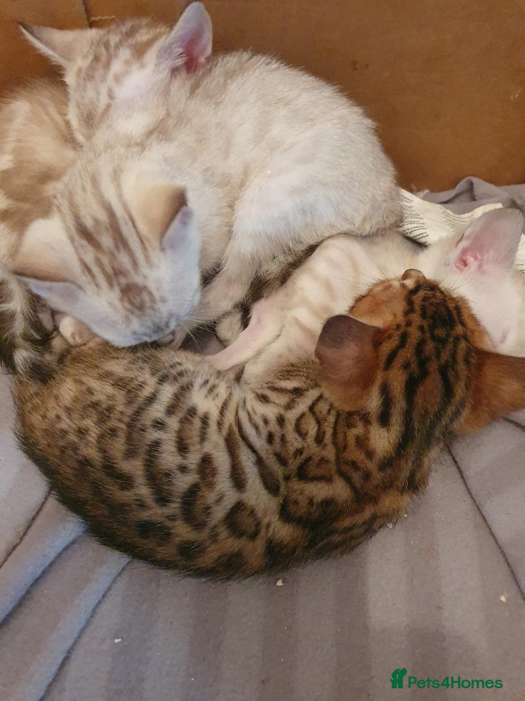 Bengal cats for sale: Pure Bengal kittens for sale - Image 11