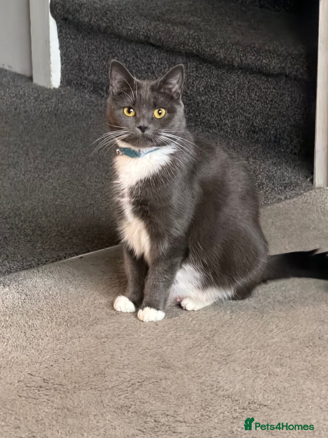 British Shorthair cats for sale: Two beautiful bi colour girls ready for new homes  - Advert 2