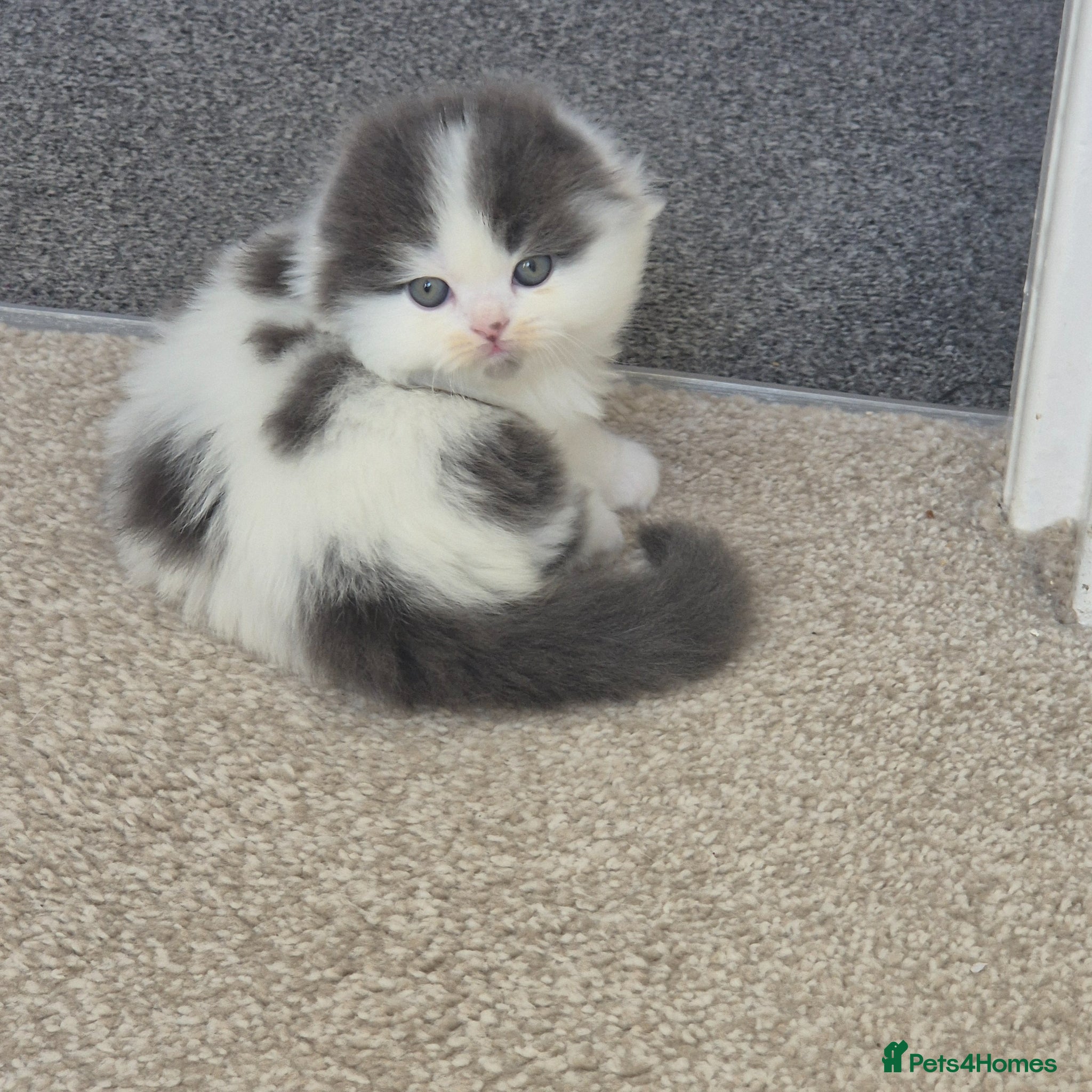 Scottish Fold cats Scottish Fold & Straight Kittens for Sale  - Advert 1