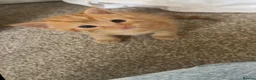 Siamese cats for sale: Siameses  - Advert 4