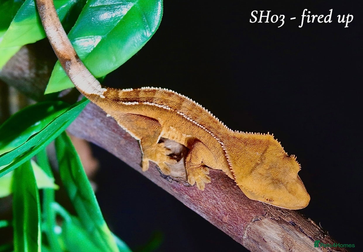 Gecko reptiles Baby Crested Gecko For Sale 🦎 - Advert 3
