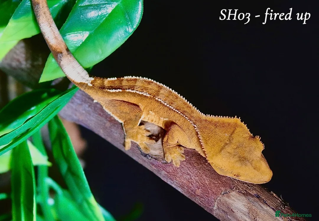 Gecko reptiles for sale: Baby Crested Gecko For Sale 🦎 - Advert 1