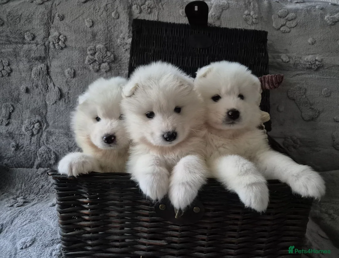 Samoyed dogs for sale: Samoyed Puppies, KC Registered & Health Screened in Barnsley - Advert 3