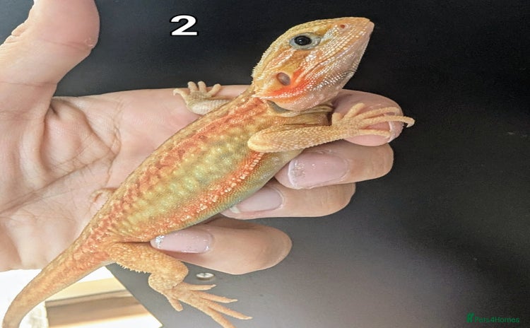 Bearded Dragon reptiles - Advert 1