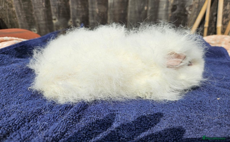Guinea Pig rodents - Advert 9