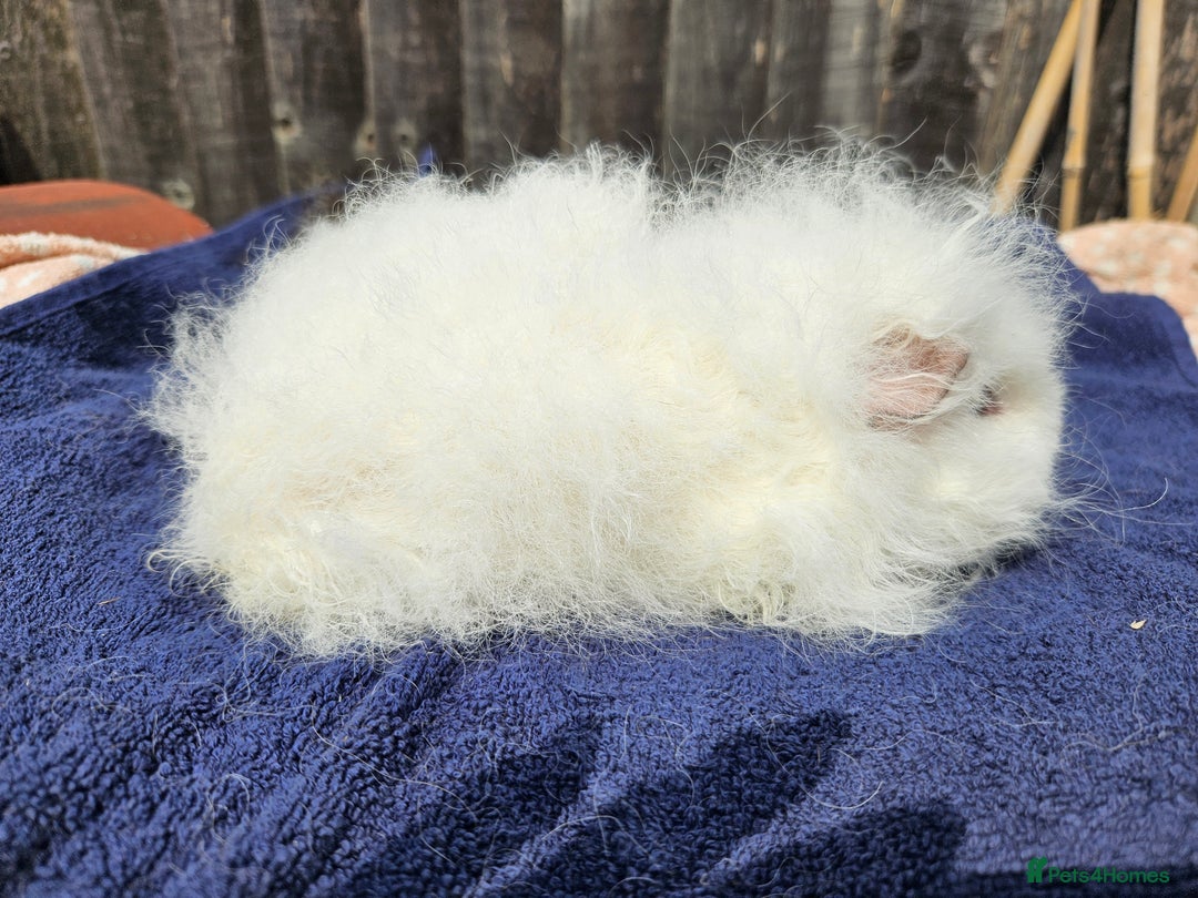 Guinea Pig rodents for sale: 3 young male guinea pigs available - Image 5