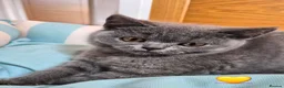British Shorthair cats for sale:  🐾🎀 BSH 🎀🐾 GCCF/Fully vaccinated - Advert 24