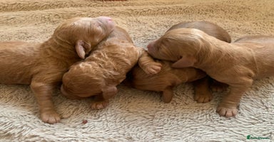 Cockapoo dogs - Advert 4