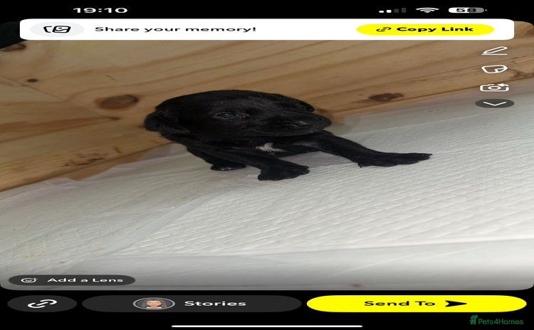 Labrador Retriever dogs - Advert 16