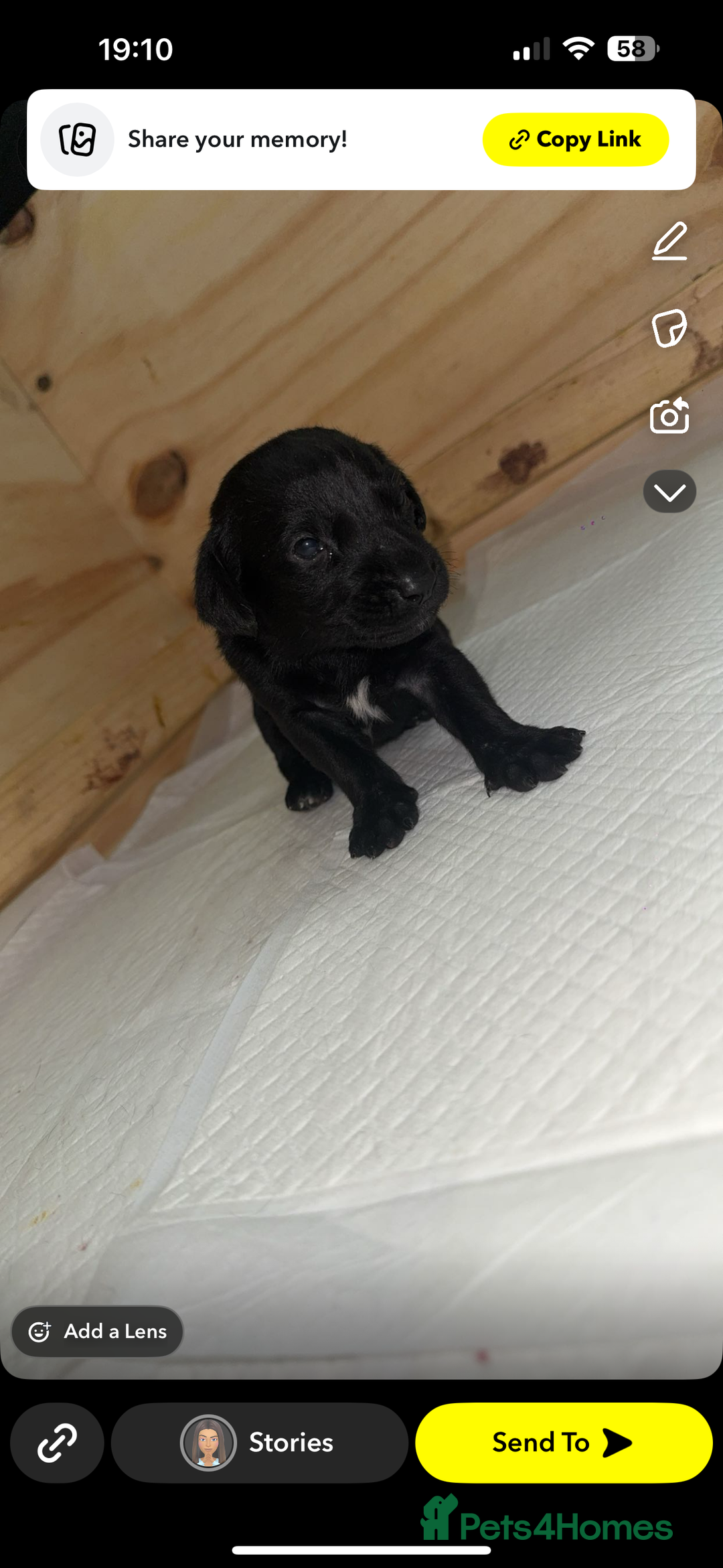 Labrador Retriever dogs for sale: labrador pups  - Image 1
