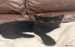 British Shorthair cats for sale: Only 2 girls left ready to go BBSH - Image 10