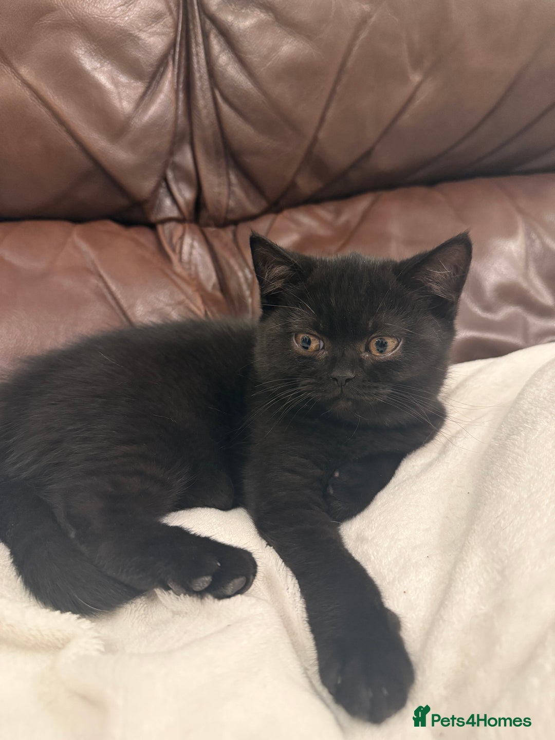 British Shorthair cats for sale: Only 2 girls left ready to go BBSH - Image 10