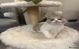 British Shorthair cats for sale: Lilac,Blue,BiColours & Colourpoint Registered  - Image 17