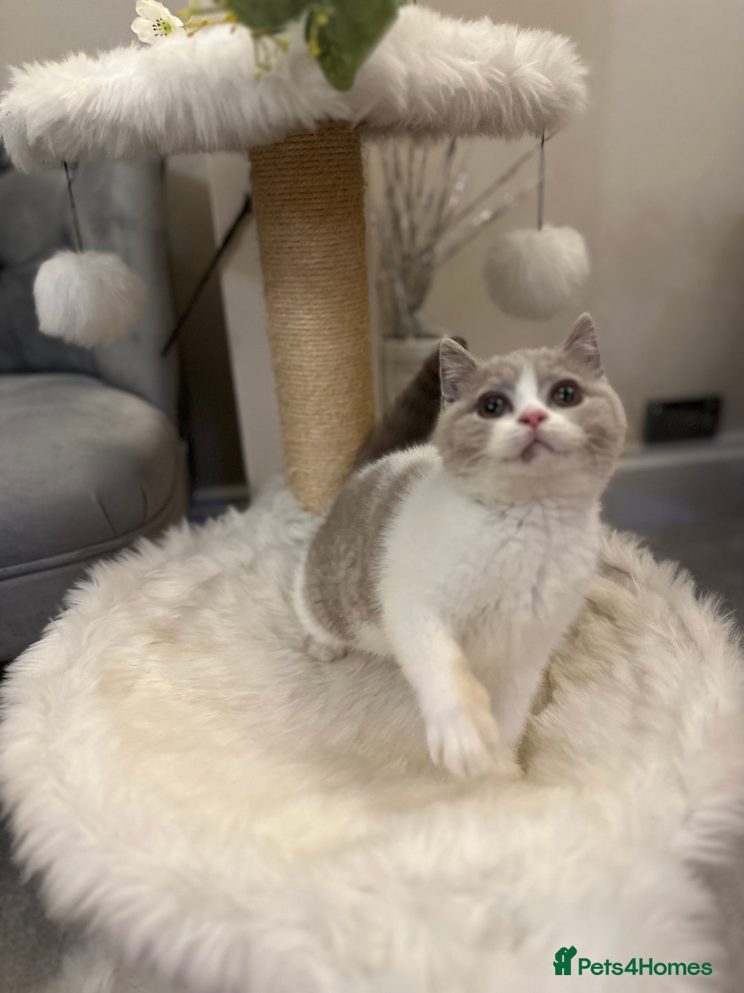 British Shorthair cats for sale: Lilac,Blue,BiColours & Colourpoint Registered  - Image 17
